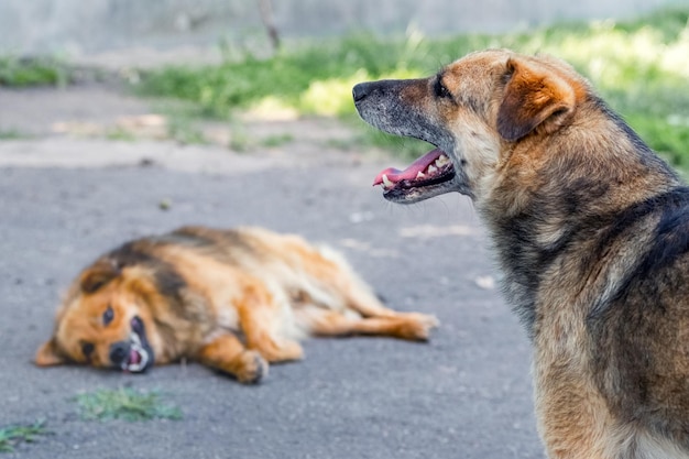 Dwa psy w ogrodzie na alei w czasie upałów pies z otwartymi ustami pies leżący na alei