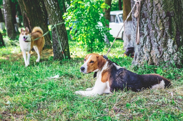 Dwa psy w parku na smyczy, przywiązane do drzew