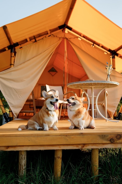 Dwa psy Welsh Corgi Pembroke odpoczywają na tle przytulnego glampingu w letni dzień podczas wakacji