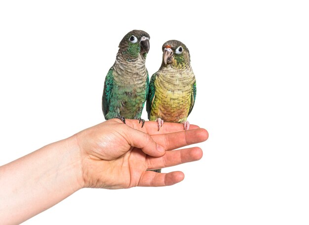 Dwa Ptaki Green Conure Trzymają Się Na Ludzkiej Dłoni, Na Białym Tle