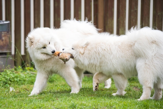 Dwa puszyste białe szczenięta Samoyed bawią się zabawką