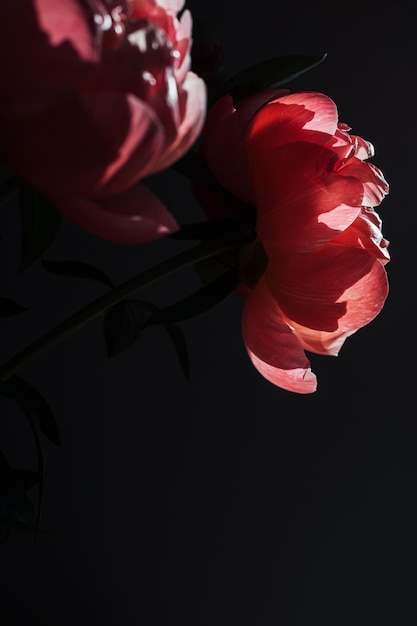 Dwa różowe czerwone koralowe kwiaty piwonii w wiązce światła słonecznego na minimalnym czarnym tle cienia z kopią miejsca Kompozycja kwiatowa Tapeta botaniczna lub kartka z życzeniami Kreatywne bliska nadzieja lub nowy pomysł na życie
