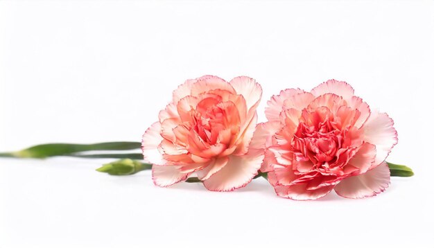 Zdjęcie dwa różowe goździki odizolowane na białym tle zbliżenie zdjęcia