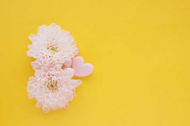 dwa różowe kwiaty chryzantemy i różowy klips serca na jasnożółtym stole.