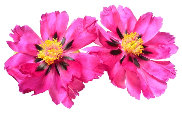 Zdjęcie dwa różowe kwiaty peonii izolowane na białym tle obiekt o wzorze kwiatowym płaski widok z góry
