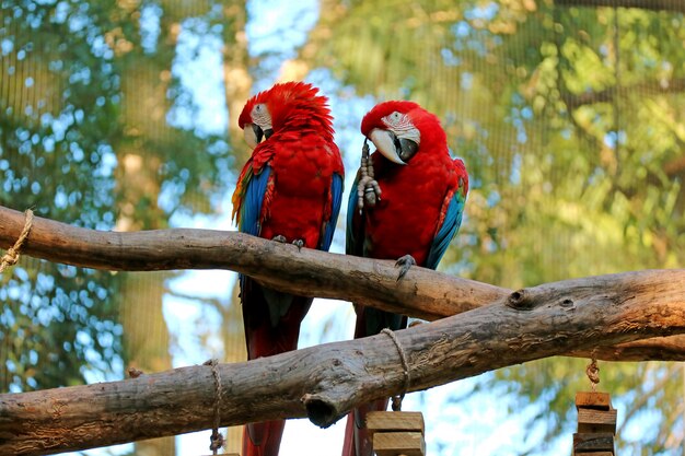 Dwa Scarlet Ara perching obok siebie na drzewie, Foz do Iguacu, Brazylia, Ameryka Południowa