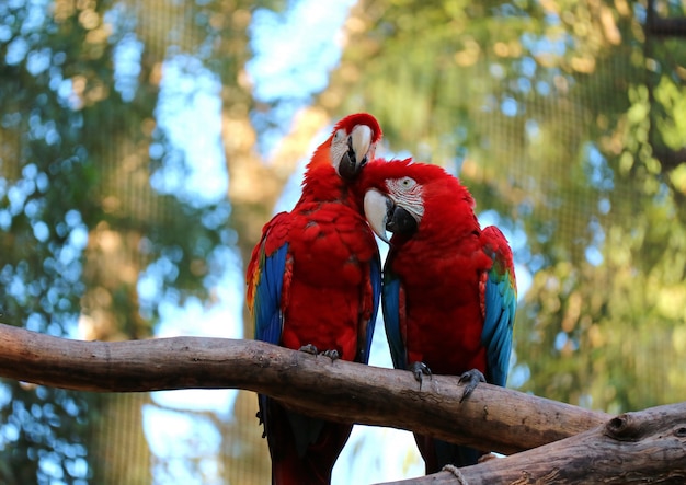 Dwa Scarlet Ara Perching Razem I Preening Jego Para Na Drzewie, Brazylia