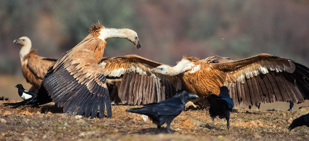 Dwa Sępy Płowe (gyps Fulvus) I Syczą Na Siebie.