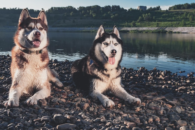 Dwa śliczne, uśmiechnięte psy husky z otwartymi pyskami Siberian Husky leżące nad brzegiem wieczornej rzeki