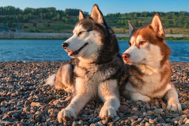 Dwa śliczne, uśmiechnięte psy husky z otwartymi pyskami Siberian Husky leżące nad brzegiem wieczornej rzeki