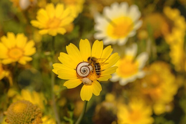 Dwa ślimaki siedzą, a jedna pszczoła zbiera nektar na żółtym kwiecie w słoneczny wiosenny dzień