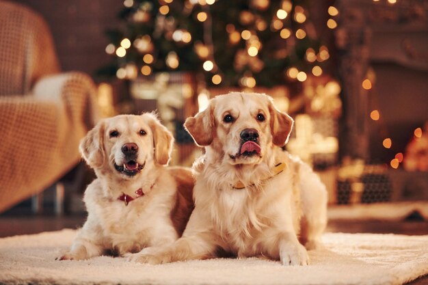 Dwa słodkie golden retrievery razem w domu Świętujemy Nowy Rok