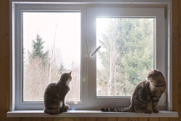 Dwa słodkie koty siedzące na parapecie i zainteresowanie wyglądają przez okno