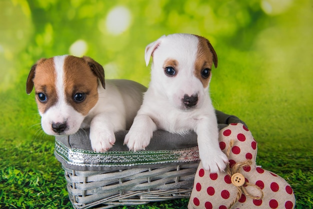 Dwa Słodkie Szczeniaki Jack Russell Terrier Siedzące W Wielkanocnym Pudełku