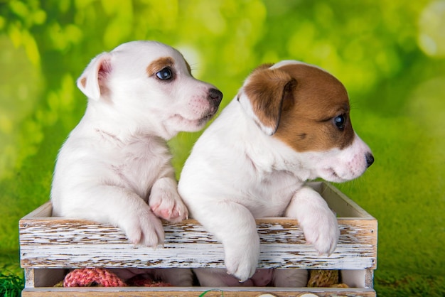 Zdjęcie dwa słodkie szczeniaki jack russell terrier siedzące w wielkanocnym pudełku