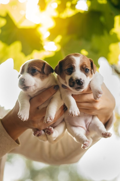 Zdjęcie dwa słodkie szczenięta jack russell terrier w ludzkich rękach wiek jeden miesiąc