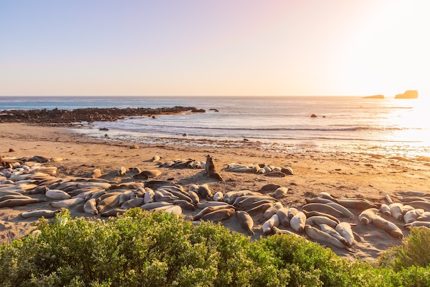 Dwa Słonie Walczą I Wyjąc Na Siebie W Elephant Seal Vista Point