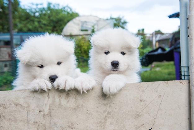 Dwa śmieszne białe szczenięta samoyeda wyglądające z płotu