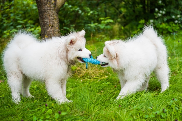 Dwa śmieszne puszyste białe psy Samoyed bawiące się na zielonej trawie