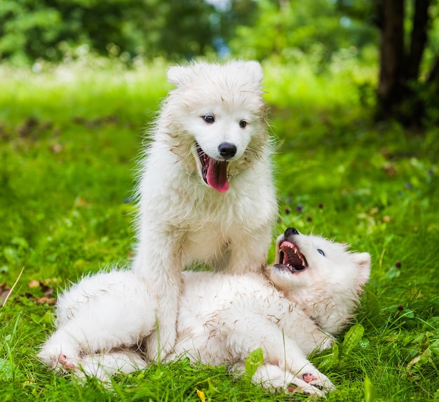 Dwa śmieszne Puszyste Białe Szczenięta Samoyed Psy Bawią Się Na Zielonej Trawie