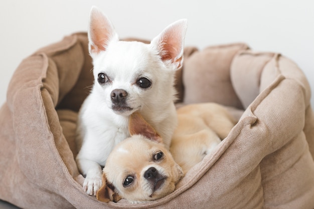 Dwa śmiesznego chihuahua szczeniaka kłama w psim koszu w domu