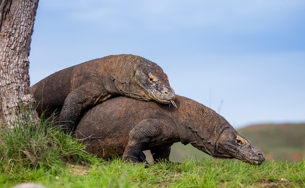 Zdjęcie dwa smoki z komodo walczą ze sobą. bardzo rzadki obraz. indonezja. park narodowy komodo.