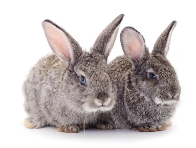 Dwa szare króliki na białym tle