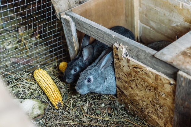 Zdjęcie dwa szare młode króliki wyczołgają się z domu i jedzą kukurydzę.