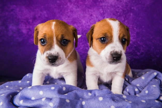 Dwa Szczeniaki Jack Russell Terrier Na Fioletowym