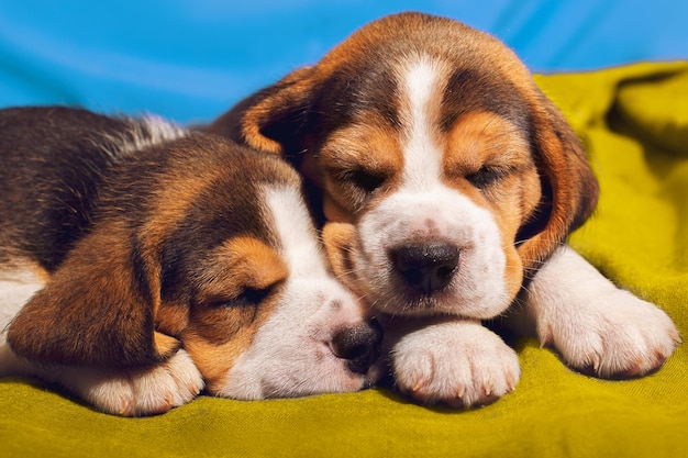 Dwa szczeniaki rasy beagle śpiące na żółtej poduszce