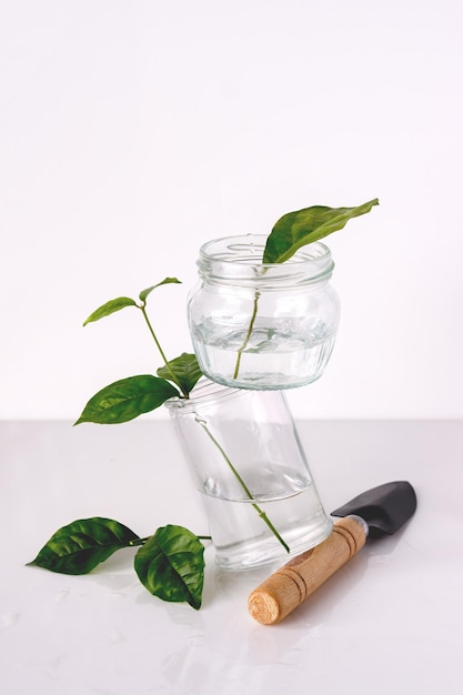 Dwa szklane słoiki z młodymi pędami są zrównoważone na drewnianej łopacie ogrodowej