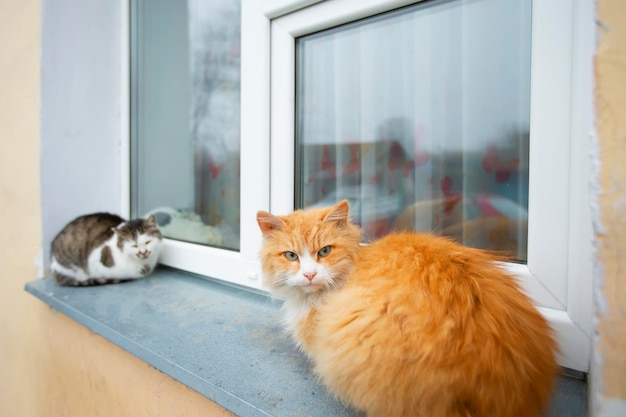 Dwa uliczne koty siedzą w oknie Bezdomne zwierzę