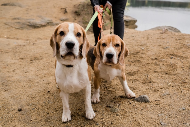 Dwa Urocze Psy Rasy Beagle Z Obrożami I Smyczami Odpoczywają Ze Swoim Właścicielem Na Piaszczystej Plaży W Jesienny Dzień