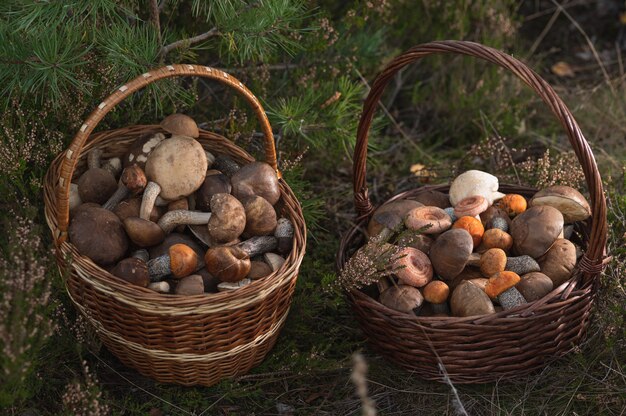 Dwa wiklinowe kosze pełne świeżych jesiennych grzybów Naturalne światło