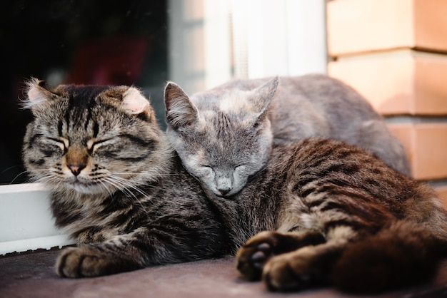 Dwa zaspane koty oparły się o siebie jak przyjaciele kocia przyjaźń