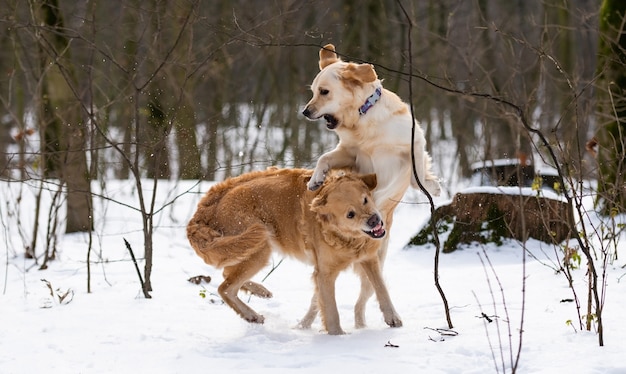 Dwa złote psy rasy golden retriever wspólnie skaczą i pokazują zęby podczas zimowego spaceru po śniegu
