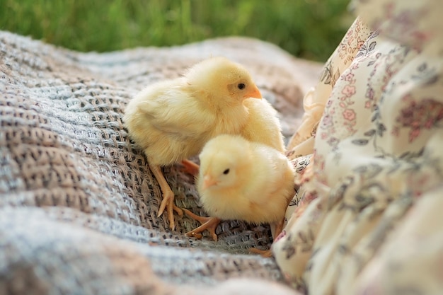 Dwa żółte kurczaki na kocu na trawie