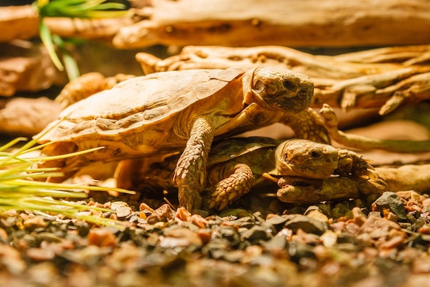 Dwa żółwie Sulcata kryjące czerwoną lampę