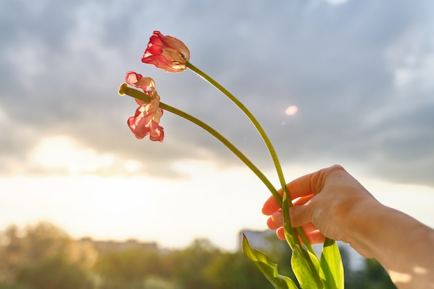 Dwa Zwiędłe Kwiaty Tulipanów W Ręce Kobiety