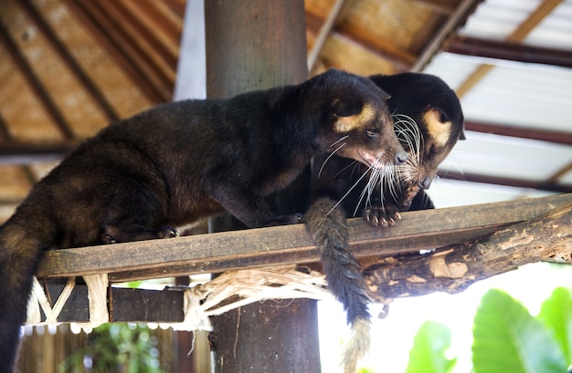 Dwa Zwierzęta Luwak Są Na Drewnianej Gałęzi W Domu W Dżungli Indonezji.