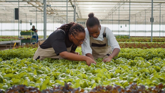 Dwie Afroamerykanki kontrolujące sałatę gotową do zbioru, patrząc na liście, przeprowadzając kontrolę jakości w szklarni. Pracownicy rolni zajmujący się uprawą roślin ekologicznych w poszukiwaniu szkodników lub szkód.