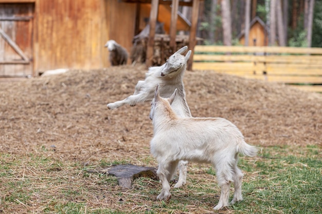 Dwie białe kozy bawią się ze sobą na farmie Hodowla kóz i owiec Słodkie z zabawnymi