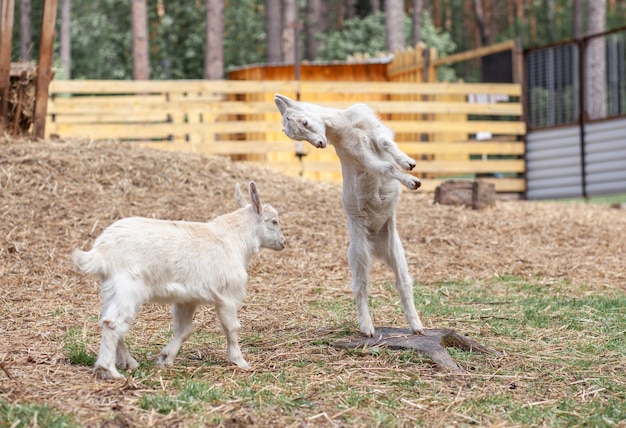 Dwie białe kozy bawią się ze sobą na farmie Hodowla kóz i owiec Słodkie z zabawnymi