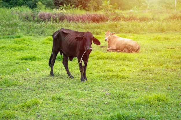 Dwie chude krowy na wiejskiej farmie w Tajlandii.