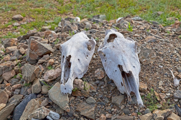 Dwie czaszki koni w pobliżu mongolskiego szamańskiego kopca