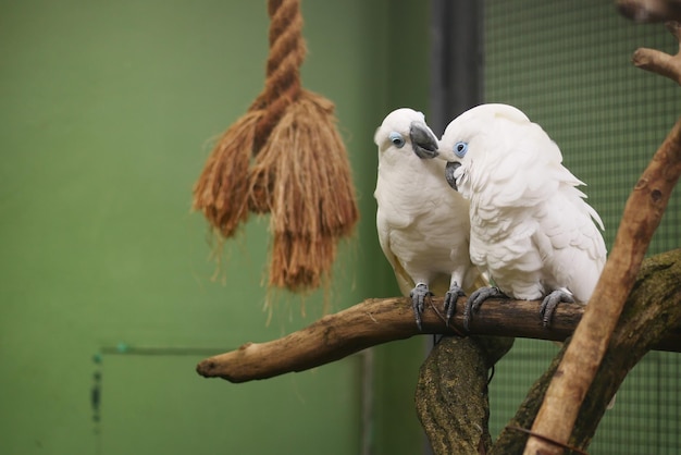 Dwie duże białe papugi kakadu komunikują się