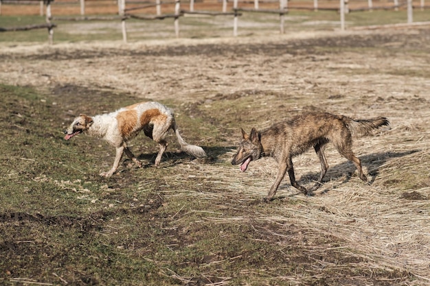 Dwie dzikie hieny i rosyjski borzoj biegną za sobą na polu wczesną wiosną Zachód słońca