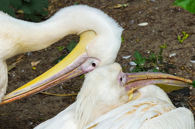 Dwie Głowy Pelikana Z Długimi Dziobami Patrzą W Przeciwnych Kierunkach.