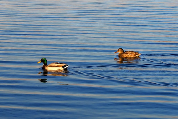 Dwie kaczki pływają po wodzie, kaczka i kaczor na wodzie