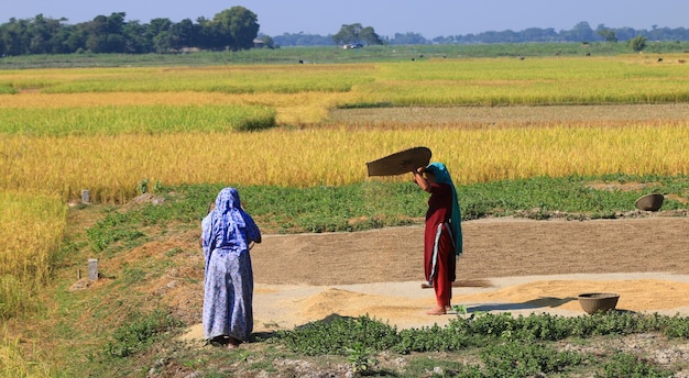 Dwie kobiety pracują na polu ryżowym w słoneczny dzień i czyszczą bezużyteczną roślinę lub chwast.